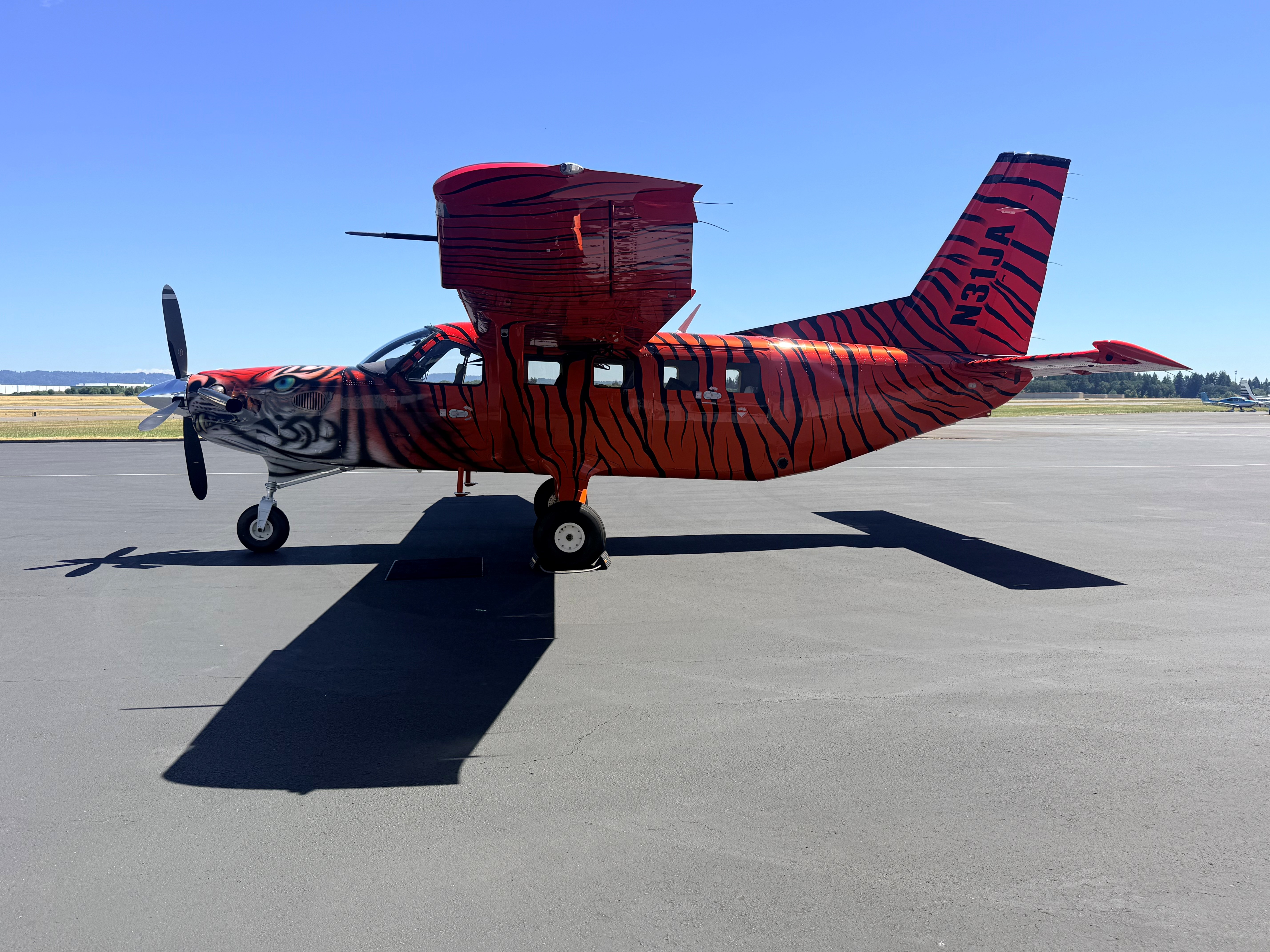 Side profile of Bad Kitty on a sunlit ramp showing full tiger striping